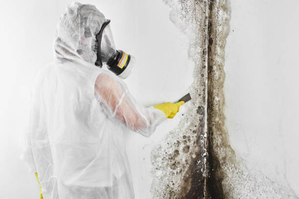 Best Mold Removal Process  in Braidwood, IL