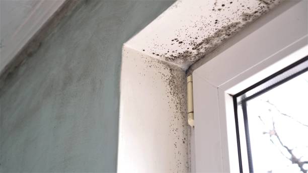 Best Mold Testing  in Braidwood, IL