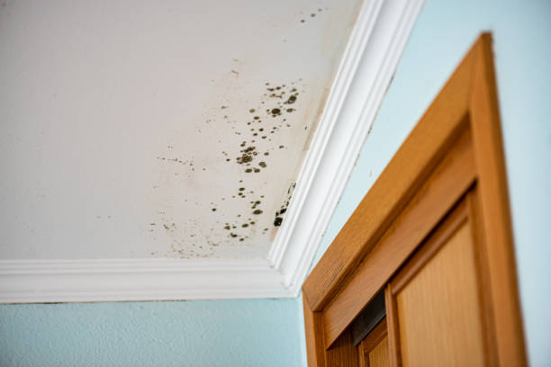 Best Mold Damage Repair  in Braidwood, IL