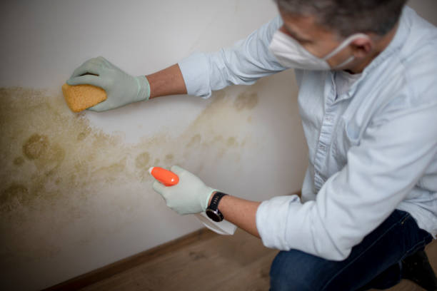 Best Mold Removal Specialists  in Braidwood, IL