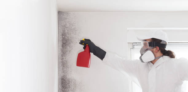 Best Mold Inspection  in Braidwood, IL