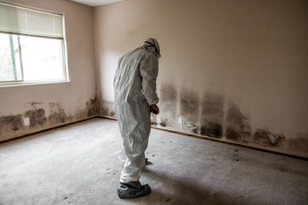 Best Emergency Mold Removal  in Braidwood, IL