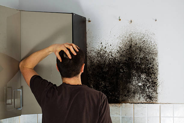Best Mold Removal Specialists  in Braidwood, IL
