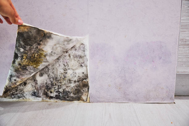 Best Crawl Space Mold Removal  in Braidwood, IL